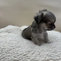 Bruno, a male Chihuahua for sale in Phoenix, AZ – Photo 4 of 5