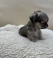 Bruno, a male Chihuahua for sale in Phoenix, AZ – Photo 4 of 5