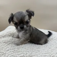 Bruno, a male Chihuahua for sale in Phoenix, AZ – Photo 1 of 5