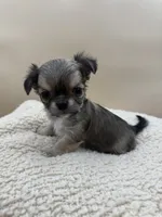 Bruno, a male Chihuahua for sale in Phoenix, AZ – Photo 1 of 5