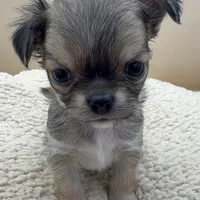 Bruno, a male Chihuahua for sale in Phoenix, AZ – Photo 3 of 5