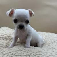 Perline, a female Chihuahua for sale in Phoenix, AZ – Photo 3 of 4