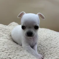 Perline, a female Chihuahua for sale in Phoenix, AZ – Photo 4 of 4