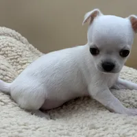 Perline, a female Chihuahua for sale in Phoenix, AZ – Photo 2 of 4