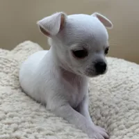 Perline, a female Chihuahua for sale in Phoenix, AZ – Photo 1 of 4