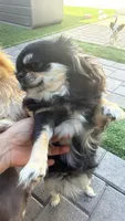 Snowball , a male Chihuahua for sale in Phoenix, AZ – 5 of 5
