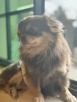 Snowball , a male Chihuahua for sale in Phoenix, AZ – 4 of 5