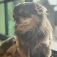 Gucci, a male Chihuahua for sale in Phoenix, AZ – Photo 4 of 4