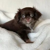 Gucci, a male Chihuahua for sale in Phoenix, AZ – Photo 2 of 4