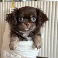 Gucci, a male Chihuahua for sale in Phoenix, AZ – Photo 1 of 4