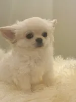 Snowball , a male Chihuahua for sale in Phoenix, AZ – 1 of 5