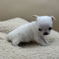 Princess Diana, a female Chihuahua for sale in Phoenix, AZ – Photo 5 of 6