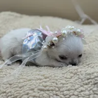 Princess Diana, a female Chihuahua for sale in Phoenix, AZ – Photo 2 of 6