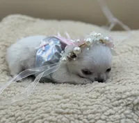 Princess Diana, a female Chihuahua for sale in Phoenix, AZ – Photo 2 of 6