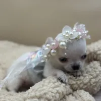 Princess Diana, a female Chihuahua for sale in Phoenix, AZ – Photo 4 of 6