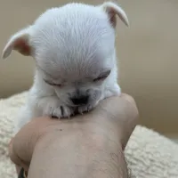 Princess Diana, a female Chihuahua for sale in Phoenix, AZ – Photo 6 of 6