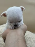 Princess Diana, a female Chihuahua for sale in Phoenix, AZ – Photo 6 of 6