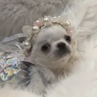 Princess Diana, a female Chihuahua for sale in Phoenix, AZ – Photo 1 of 6