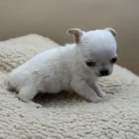 Princess Diana, a female Chihuahua for sale in Phoenix, AZ – Photo 3 of 6