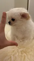 Snowball , a male Chihuahua for sale in Phoenix, AZ – 3 of 5