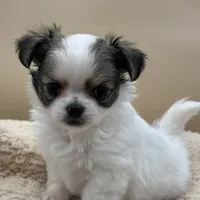 Blossom, a female Chihuahua for sale in Phoenix, AZ – Photo 5 of 5