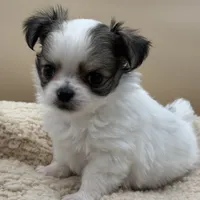 Blossom, a female Chihuahua for sale in Phoenix, AZ – Photo 4 of 5