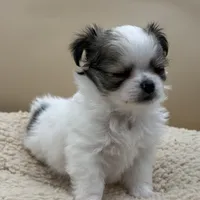 Blossom, a female Chihuahua for sale in Phoenix, AZ – Photo 2 of 5