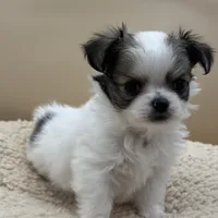 Blossom, a female Chihuahua for sale in Phoenix, AZ – Photo 3 of 5