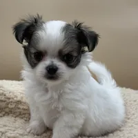 Blossom, a female Chihuahua for sale in Phoenix, AZ – Photo 1 of 5