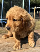 Maze’s Sweet Girl, a female Golden Retriever for sale in Sulphur Springs, TX – 2 of 4