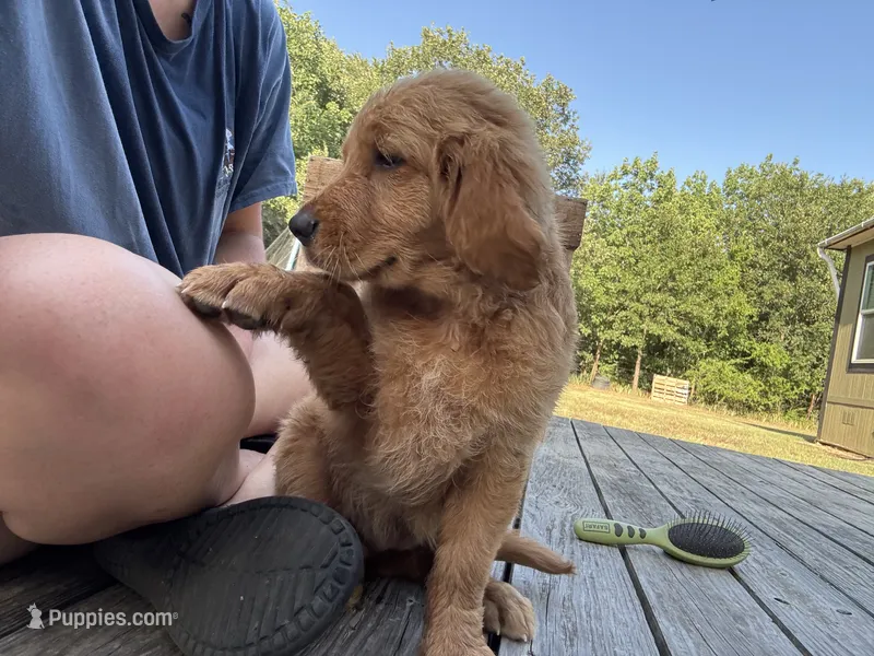 Maze’s Sweet Girl – Golden Retriever puppy for sale in Sulphur Springs, TX