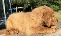 Maze’s Sweet Boy, a male Golden Retriever for sale in Sulphur Springs, TX – 3 of 4