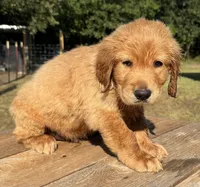Maze’s Sweet Boy, a male Golden Retriever for sale in Sulphur Springs, TX – 2 of 4