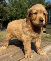 Maze’s Sweet Girl, a female Golden Retriever for sale in Sulphur Springs, TX – 3 of 4
