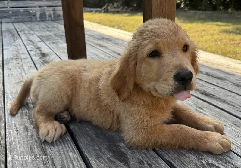 Maze’s Sweet Boy – Golden Retriever puppy for sale in Sulphur Springs, TX