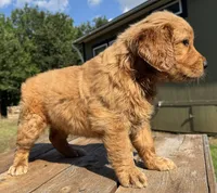 Maze’s Sweet Girl, a female Golden Retriever for sale in Sulphur Springs, TX – 4 of 4
