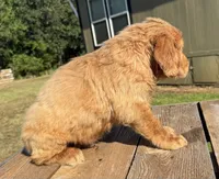 Maze’s Sweet Boy, a male Golden Retriever for sale in Sulphur Springs, TX – 4 of 4