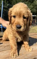 Maze’s Sweet Girl, a female Golden Retriever for sale in Sulphur Springs, TX – 1 of 4