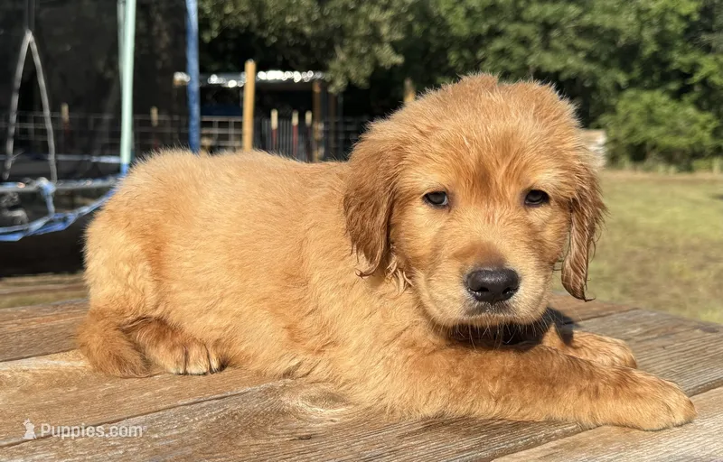 Maze’s Sweet Boy – Golden Retriever puppy for sale in Sulphur Springs, TX