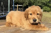 Maze’s Sweet Boy, a male Golden Retriever for sale in Sulphur Springs, TX – 1 of 4