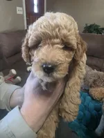 Buddy , a male Miniature Goldendoodle for sale in Clarksville, TN – Photo 1 of 3