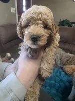 Buddy , a male Miniature Goldendoodle for sale in Clarksville, TN – Photo 2 of 3