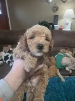 Buddy , a male Miniature Goldendoodle for sale in Clarksville, TN – Photo 3 of 3