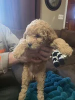 Nicolette, a female Miniature Goldendoodle for sale in Clarksville, TN – Photo 2 of 3