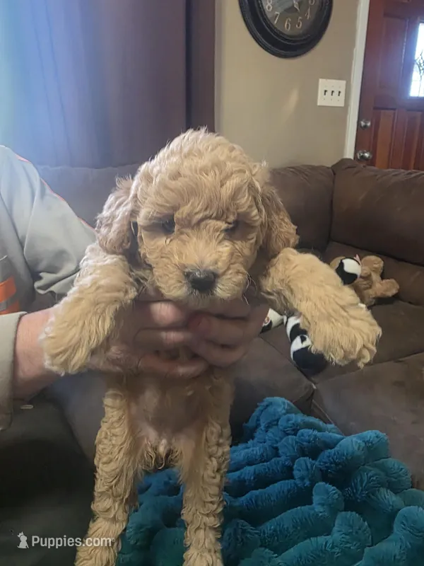 Nicolette, a female Miniature Goldendoodle for sale in Clarksville, TN – Photo 1 of 3