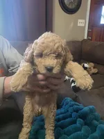 Nicolette, a female Miniature Goldendoodle for sale in Clarksville, TN – Photo 1 of 3