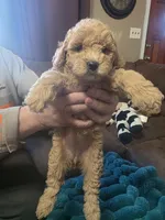 Nicolette, a female Miniature Goldendoodle for sale in Clarksville, TN – Photo 3 of 3