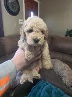 Baxter, a male Miniature Goldendoodle for sale in Clarksville, TN – Photo 3 of 3