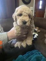 Baxter, a male Miniature Goldendoodle for sale in Clarksville, TN – Photo 1 of 3