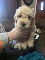 Baxter, a male Miniature Goldendoodle for sale in Clarksville, TN – Photo 2 of 3